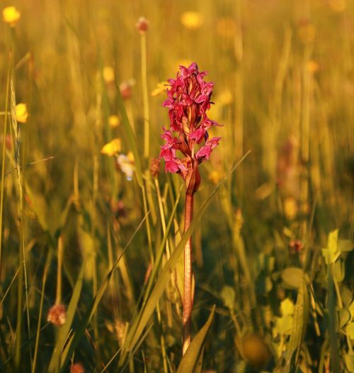 Rozkvetlá orchidej v Beskydech.