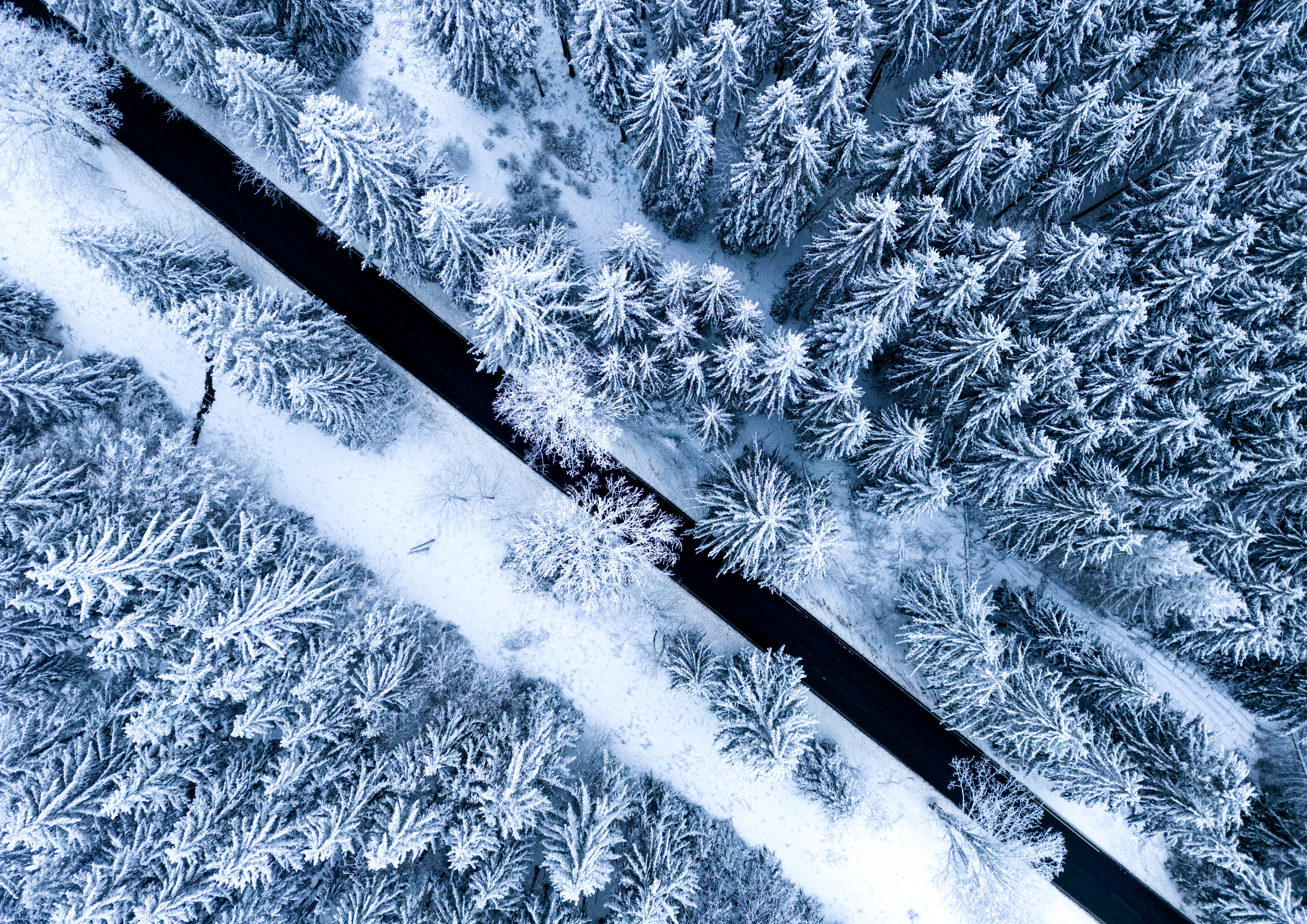 vítězná fotografie autora Ladislava Vogeltanze, černobílý snímek z dronu, zasněžený les diagonálně rozdělený silnicí