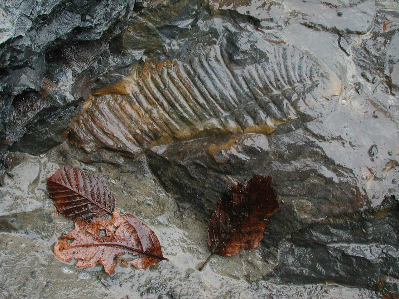 Zkamenělina v CHKO Křivoklátsko.