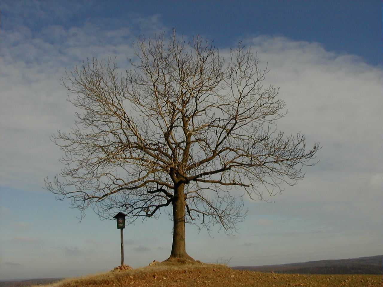 Památný strom v CHKO Křivoklátsko.