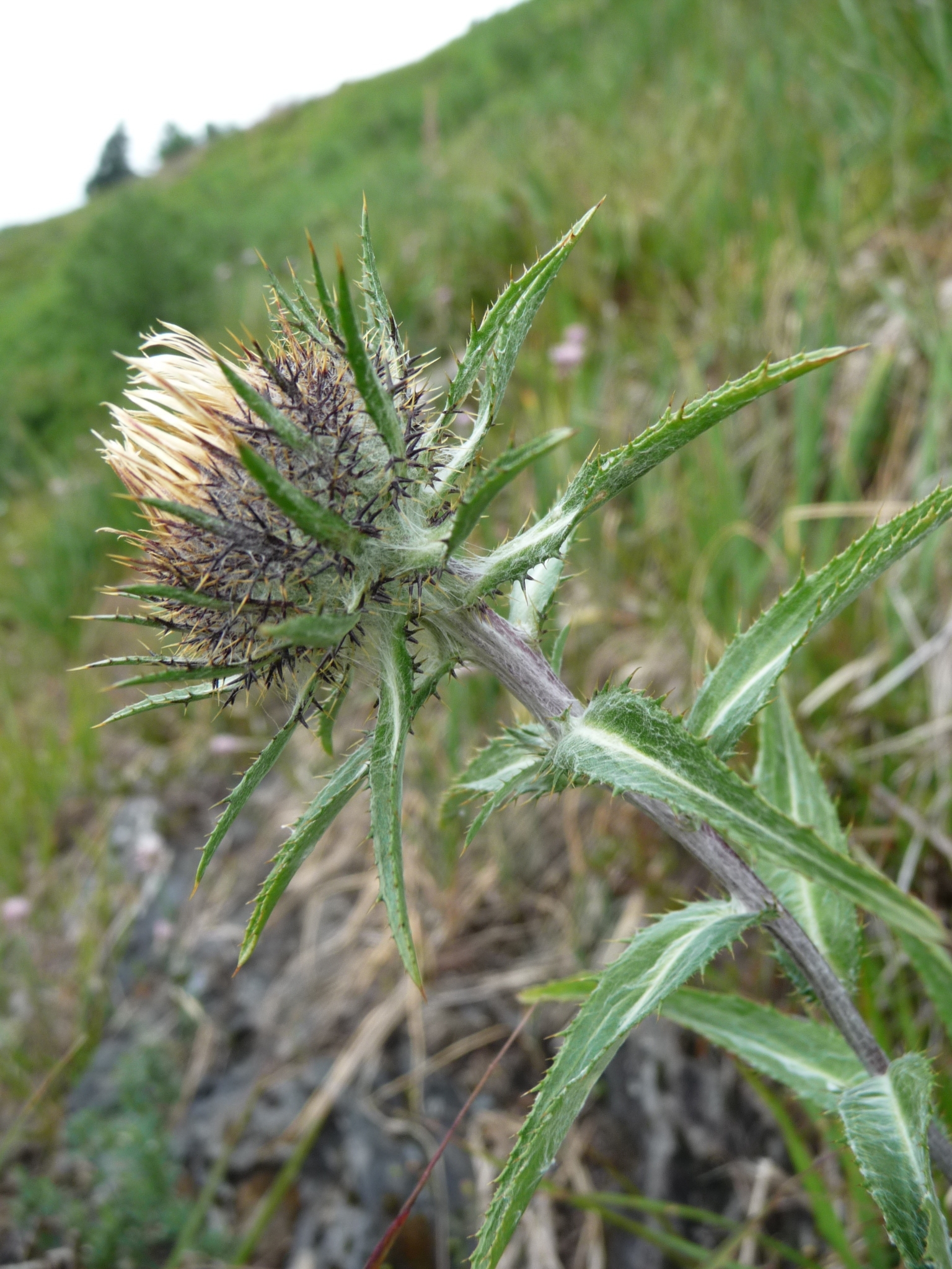 Carlina biebersteinii sudetica